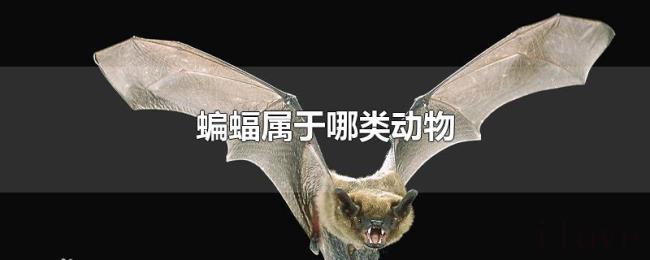 蝙蝠属于哪类动物 蝙蝠属于哪类动物