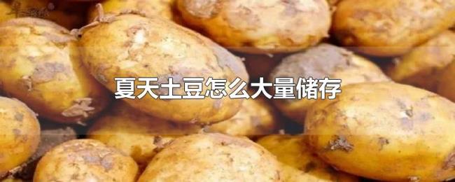 夏天土豆怎么大量储存 夏天土豆怎么大量储存