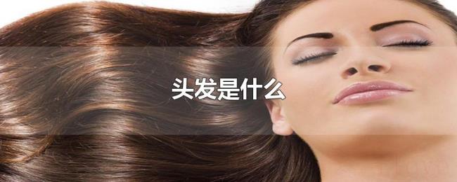 头发是什么 头发是什么
