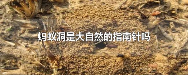蚂蚁洞是大自然的指南针吗 蚂蚁洞是大自然的指南针吗