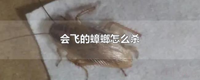 会飞的蟑螂怎么杀 会飞的蟑螂怎么杀