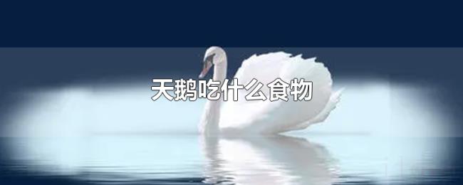 天鹅吃什么食物 天鹅吃什么食物