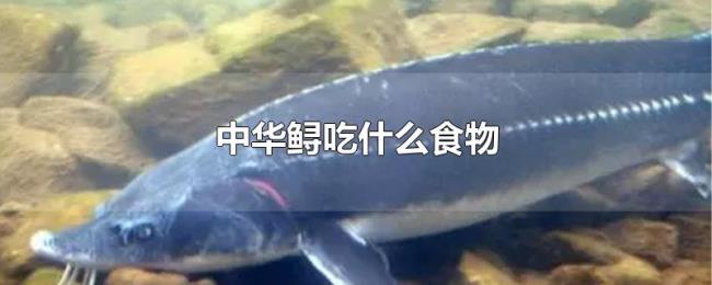 中华鲟吃什么食物 中华鲟吃什么食物