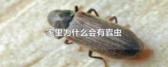 家里为什么会有蠹虫 家里为什么会有蠹虫