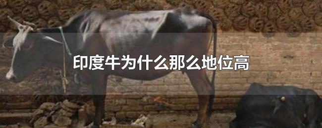 印度牛为什么那么地位高 印度牛为什么那么地位高