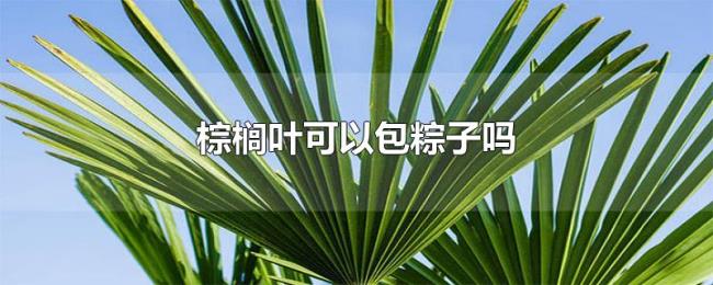 棕榈叶可以包粽子吗 棕榈叶可以包粽子吗