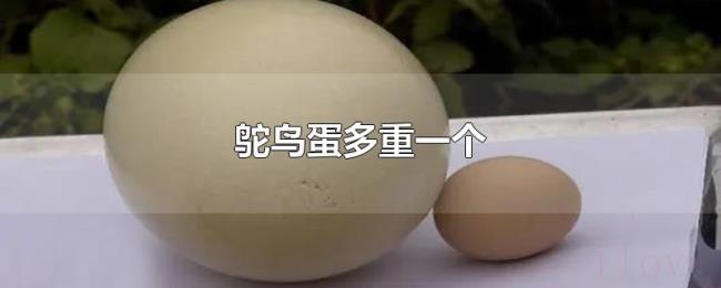 鸵鸟蛋多重一个 鸵鸟蛋多重一个