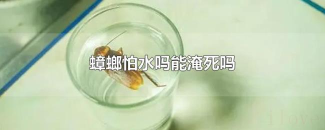 蟑螂怕水吗能淹死吗 蟑螂怕水吗能淹死吗