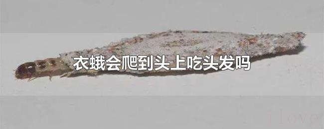 衣蛾会爬到头上吃头发吗