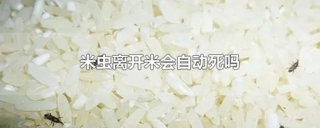 米虫离开米会自动死吗 米虫离开米会自动死吗
