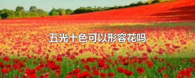 五光十色可以形容花吗