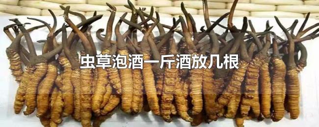 虫草泡酒一斤酒放几根 虫草泡酒一斤酒放几根