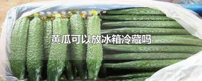 黄瓜可以放冰箱冷藏吗 黄瓜可以放冰箱冷藏吗