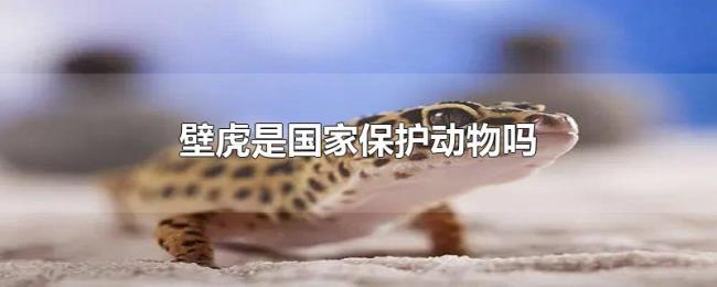 壁虎是国家保护动物吗 壁虎是国家保护动物吗