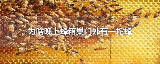 为啥晚上蜂箱巢门外有一坨蜂