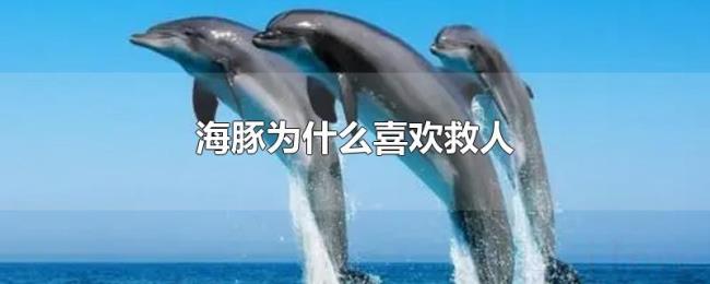 海豚为什么喜欢救人 海豚为什么喜欢救人