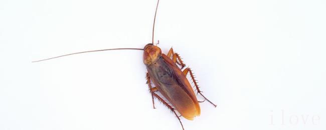 怎样杀死蟑螂 怎样杀死蟑螂