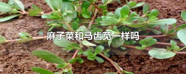 麻子菜和马齿苋一样吗 麻子菜和马齿苋一样吗