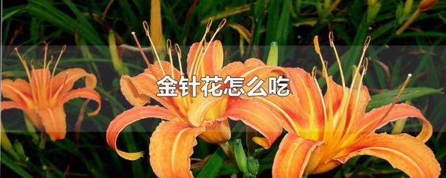 金针花怎么吃 金针花怎么吃
