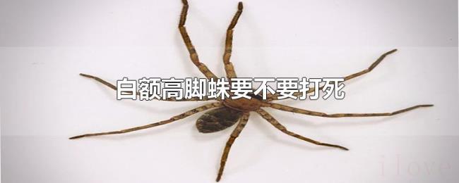 白额高脚蛛要不要打死 白额高脚蛛要不要打死