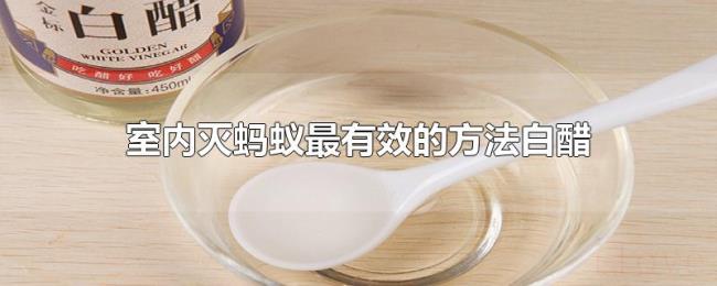 室内灭蚂蚁最有效的方法白醋 室内灭蚂蚁最有效的方法白醋