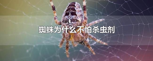 蜘蛛为什么不怕杀虫剂 蜘蛛为什么不怕杀虫剂