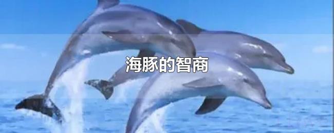 海豚的智商 海豚的智商