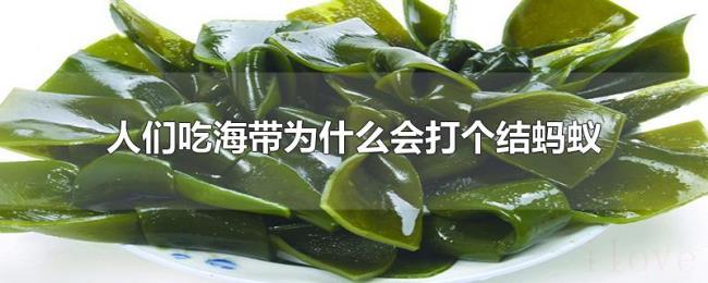 人们吃海带为什么会打个结蚂蚁 人们吃海带为什么会打个结蚂蚁