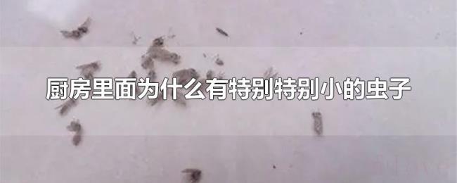 厨房里面为什么有特别特别小的虫子