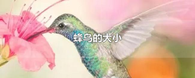 蜂鸟的大小 蜂鸟的大小