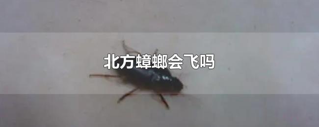 北方蟑螂会飞吗 北方蟑螂会飞吗