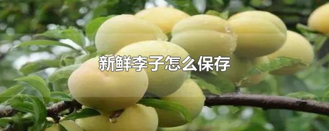 新鲜李子怎么保存 新鲜李子怎么保存