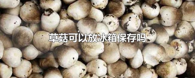 草菇可以放冰箱保存吗 草菇可以放冰箱保存吗