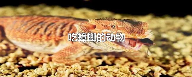 吃蟑螂的动物 吃蟑螂的动物