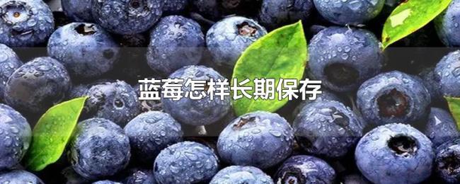 蓝莓怎样长期保存 蓝莓怎样长期保存