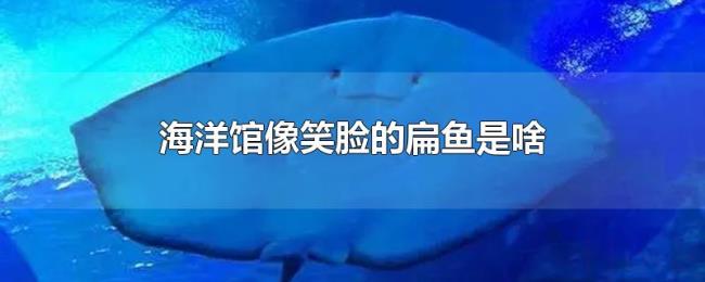 海洋馆像笑脸的扁鱼是啥 海洋馆像笑脸的扁鱼是啥