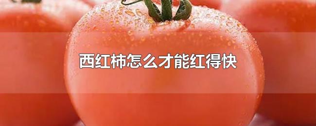 西红柿怎么才能红得快 西红柿怎么才能红得快