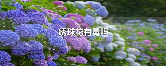 绣球花有毒吗 绣球花有毒吗
