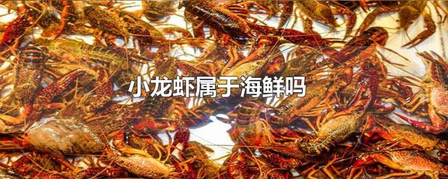 小龙虾属于海鲜吗 小龙虾属于海鲜吗