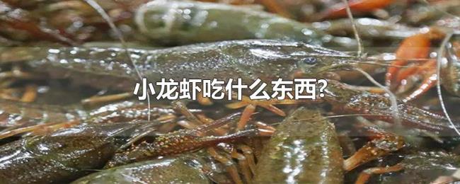 小龙虾吃什么东西? 小龙虾吃什么东西?
