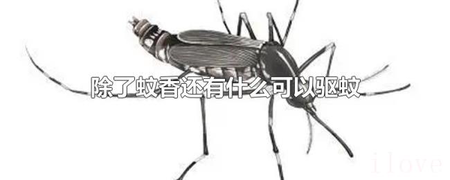 除了蚊香还有什么可以驱蚊 除了蚊香还有什么可以驱蚊