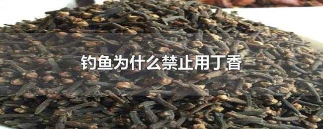 钓鱼为什么禁止用丁香 钓鱼为什么禁止用丁香