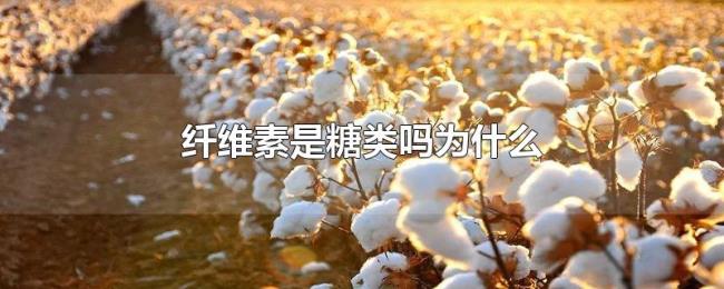 纤维素是糖类吗为什么