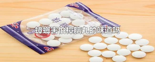 蟑螂害怕樟脑丸的味道吗 蟑螂害怕樟脑丸的味道吗