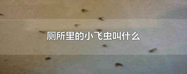 厕所里的小飞虫叫什么 厕所里的小飞虫叫什么
