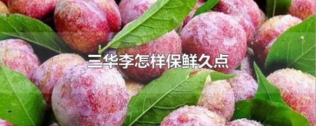 三华李怎样保鲜久点 三华李怎样保鲜久点