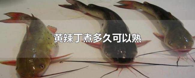 黄辣丁煮多久可以熟 黄辣丁煮多久可以熟