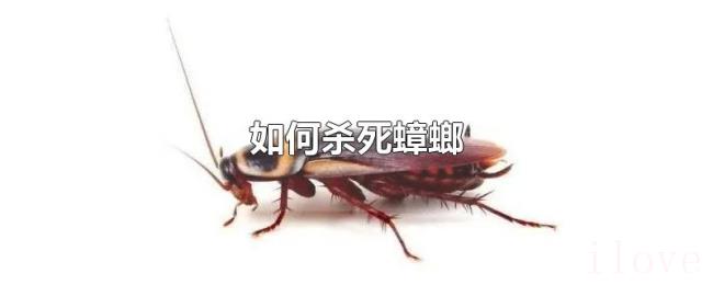 如何杀死蟑螂 如何杀死蟑螂