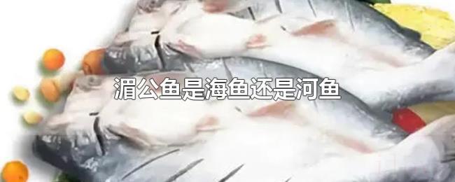 湄公鱼是海鱼还是河鱼 湄公鱼是海鱼还是河鱼