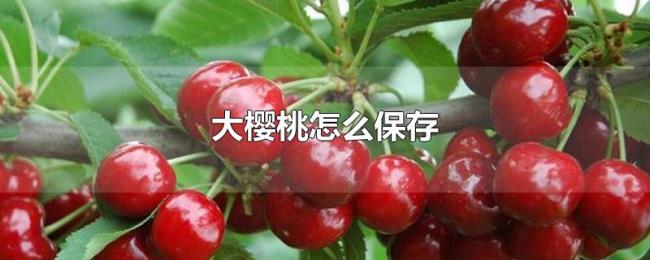 大樱桃怎么保存 大樱桃怎么保存